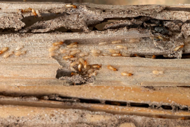 Best Affordable Pest Control Services  in Cherokee, IA